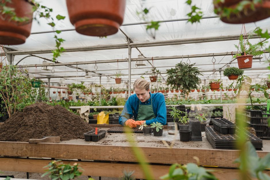 Cserepes növények a kertészetben